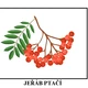 LISTNATÉ STROMY - NA JAKÉM STROMĚ ROSTE? 5