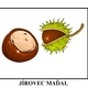 LISTNATÉ STROMY - NA JAKÉM STROMĚ ROSTE? 6