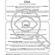 Nukleové kyseliny Pracovní list CHEMIE Řešení 7