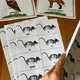 SLOVNÍ DRUHY DO PŘÍRODY - KRMENÍ ŽIVOČICHŮ 5