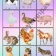 Animals - flash cards, memory cards 2