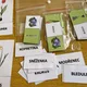 Jarní rostliny - domino 5