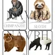 WILD ANIMALS - flashcards, I have. Who has? - 2 varianty hry 3