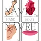 HUMAN BODY - flashcards, I have. Who has? - 2 varianty hry 4