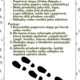 Malý detektiv 2