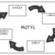 MOTÝL - vývojový cyklus 4