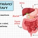 Trávicí soustava - výuková prezentace 6