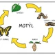 MOTÝL - vývojový cyklus 2