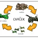 CVRČEK - vývojový cyklus 2