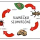 SLUNÉČKO SEDMITEČNÉ - vývojový cyklus 4