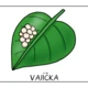 MOTÝL - vývojový cyklus 3