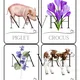 SPRING - 156 kartiček - flashcards, I have. Who has? - 2 varianty hry 2