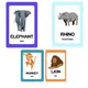 Flash cards - exotická zvířata 2
