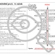 MATEMATIKA: Opakujeme po Vánocích - matematické křížovky pro 8. - 9. ročník 6