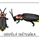 SVĚTLUŠKA - vývojový cyklus 3
