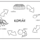 KOMÁR - vývojový cyklus 5