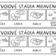 MRAVENEC - vývojový cyklus 5