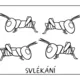 BEZOBRATLÍ ŽIVOČICHOVÉ - vývojová stádia 6