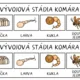 KOMÁR - vývojový cyklus 2