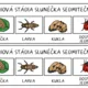 BEZOBRATLÍ ŽIVOČICHOVÉ - vývojová stádia 2
