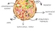PIZZA - VIZUALIZACE HODINY 2