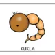 KOMÁR - vývojový cyklus 3
