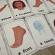 Demonstrační karty, plakát - BODY 4