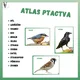 Lesní zvířata + Ptactvo  4