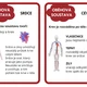 Lidské tělo - informační karty 8