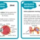 Lidské tělo - informační karty 3