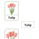 Spring flowers /třísložkové karty 2