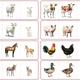 FARM ANIMALS AND THEIR BABIES - FLASHCARDS | obrázkové kartičky v angličtině 2