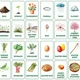SPRING AND EASTER - ENGLISH FLASHCARDS | obrázkové karty v angličtině 3