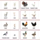 FARM ANIMALS AND THEIR BABIES - FLASHCARDS | obrázkové kartičky v angličtině 3