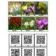 Matematická hledačka s QR kódy - jarní rostliny 2