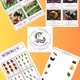 Probouzení broučků + Montessori třísložkové karty 3