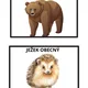 Lesní zvířata 🦊🐾 3