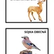 Lesní zvířata 🦊🐾 4