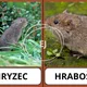 Živočichové v půdě 2