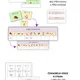 Jarní matematická běhačka - do 100 (bez přechodu, s přechodem) 2