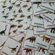  Dinosauři - demonstrační karty  7