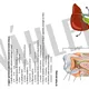 Trávicí soustava - informační karty 4
