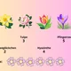 Frühlingsblumen 2