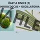 Mikrosvět - zelení návštěvníci naší planety Země 7