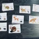 Karty - Kdo je můj parťák 7