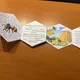 VČELA MEDONOSNÁ -knížka k doplnění informací 5
