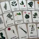 Herbs, flowers - demonstration cards 2