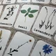 Herbs, flowers - demonstration cards 4