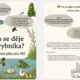 Co se děje u rybníka? ( živočichové u vody, jaro) 5