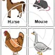 FLASHCARDS - animals 2
